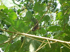 Cranioleuca curtata