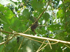 Cranioleuca curtata