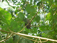 Cranioleuca curtata