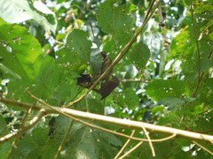 Cranioleuca curtata