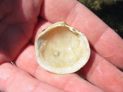 Cumingia californica