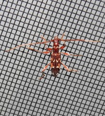 Coptocercus biguttatus