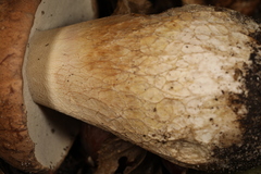 Boletus nobilissimus