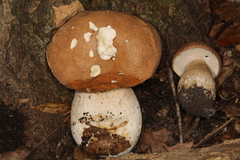 Boletus nobilissimus