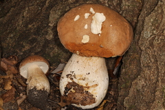 Boletus nobilissimus