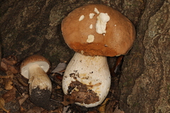 Boletus nobilissimus