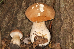 Boletus nobilissimus