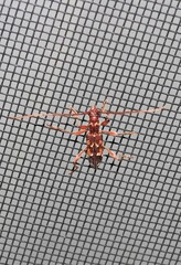 Coptocercus biguttatus