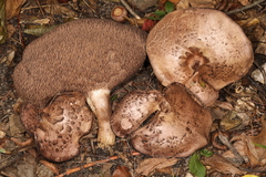 Sarcodon quercinofibulatus