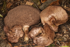 Sarcodon quercinofibulatus