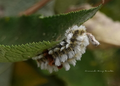 Megalopyge defoliata