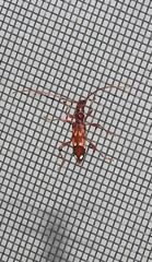 Coptocercus biguttatus