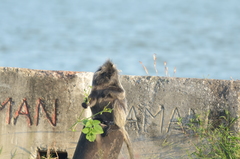 Trachypithecus selangorensis