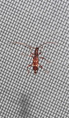 Coptocercus biguttatus