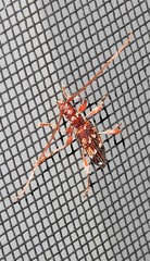 Coptocercus biguttatus