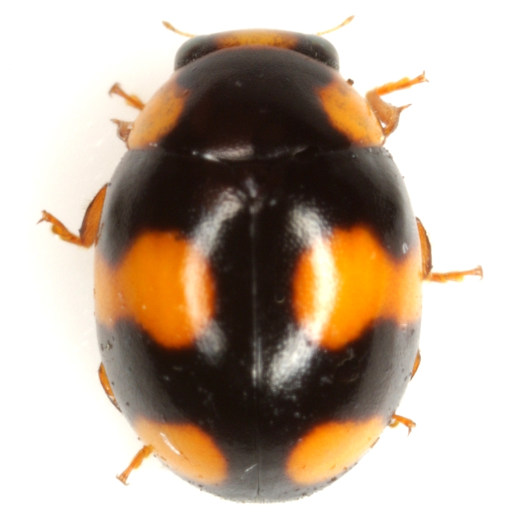 Brachiacantha barberi
