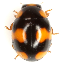 Brachiacantha barberi