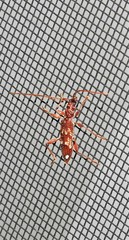 Coptocercus biguttatus