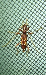 Coptocercus biguttatus