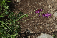 Hedysarum caucasicum