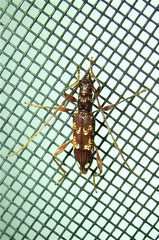 Coptocercus biguttatus