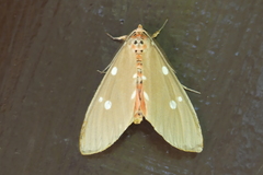 Tinolius eburneigutta