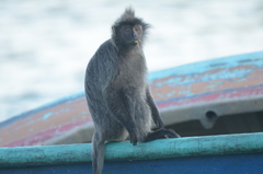 Trachypithecus selangorensis