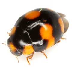 Brachiacantha barberi