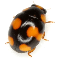 Brachiacantha barberi