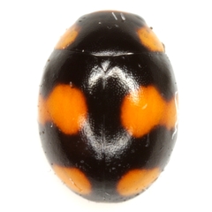 Brachiacantha barberi
