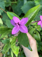Pseuderanthemum laxiflorum