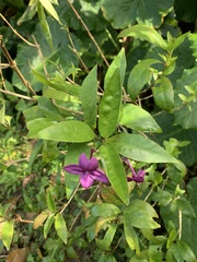 Pseuderanthemum laxiflorum