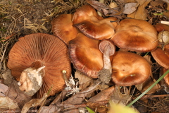 Cortinarius mattiae
