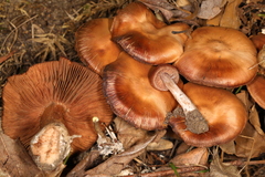Cortinarius mattiae
