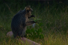 Trachypithecus selangorensis