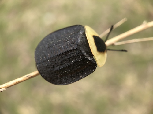 American carrion beetle
