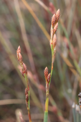 Eurychorda complanata