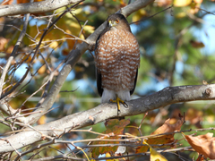 Accipiter cooperii