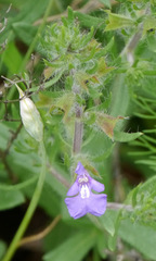 Salvia texana