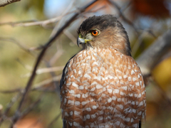 Accipiter cooperii