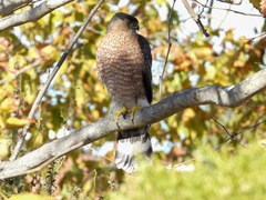 Accipiter cooperii