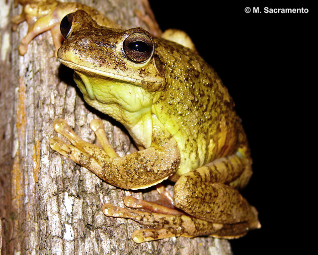 Lund's Treefrog