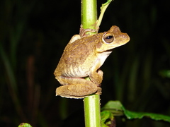 Lund's Treefrog photo 2