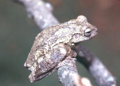 Lund's Treefrog photo 3