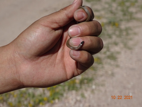 Chihuahuan Black-headed Snake