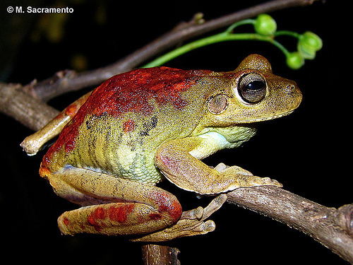 Usina Tree Frog