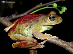 Lund's Treefrog photo 4
