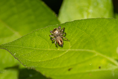 Evarcha flavocincta