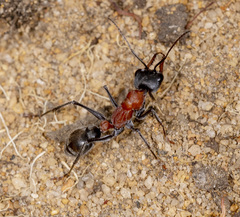 Myrmecia chasei