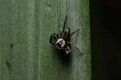 Thiania cupreonitens